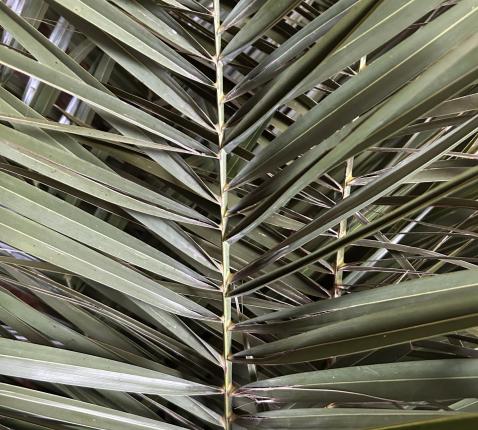 Van Palmzondag naar Pasen © zrmm