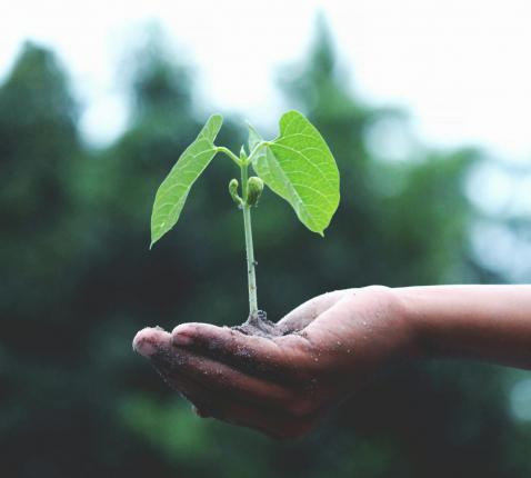 Aswoensdag, vastentijd en Pasen © free https://www.pexels.com/photo/person-holding-a-green-plant-1072824/