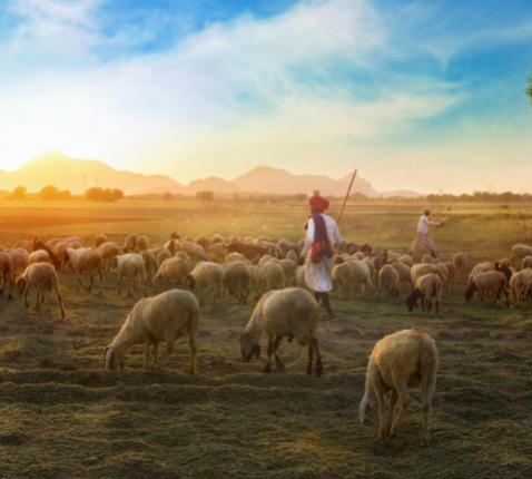 herder © peels