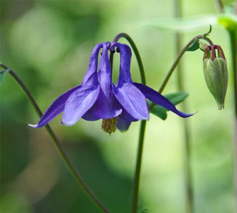 Wilde akelei - Aquilegia vulgaris © CC Lotus Johnson via Flickr