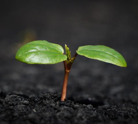 Een nieuw begin © pixabay