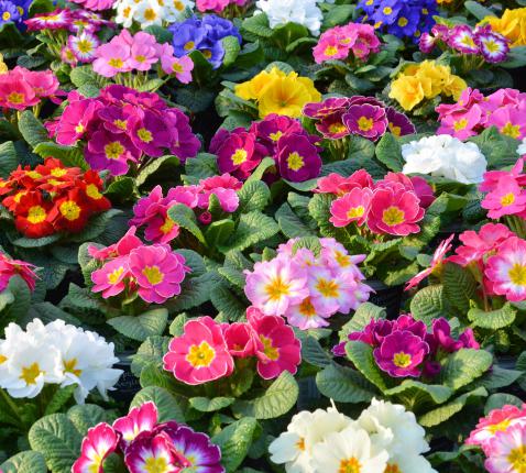 Primula © antigifcentrum