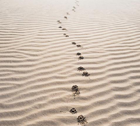 voetstappen in het zand 