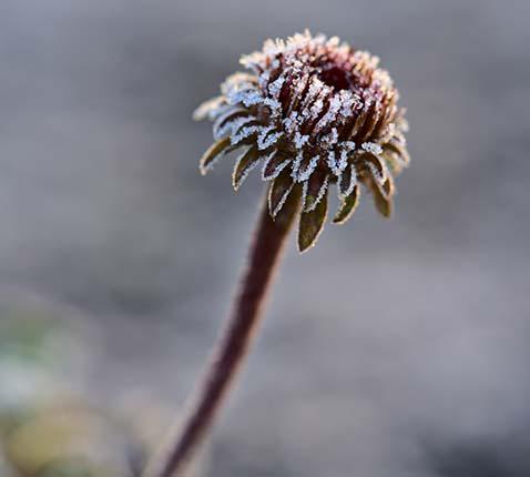 Echinacea purpurea bij vorst © CC Peter Stenzel via Flickr