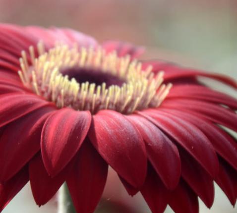 Een bloem om weg te mijmeren bij een uitvaart © Pastorale Eenheid Heilige Augustinus