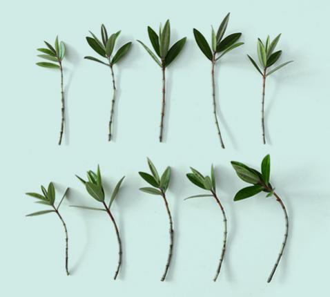 Je eigen vaste planten vermeerderen: de complete beginnersgids © Sim D'Hertefelt