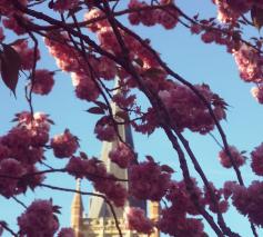 Lente in Dadizele © zrmm