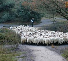 Ik ben de goede Herder 