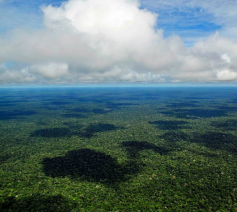 Het Amazonewoud © Zenit