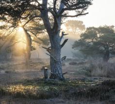 Tweede zondag van de veertigdagentijd © Esmeralda Holman