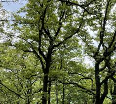 “Waarmee kan ik het koninkrijk van God vergelijken? Het lijkt op een mosterdzaadje dat in de akker gezaaid wordt. Het is een bijzonder klein zaadje. Maar als het volgroeid is, is het groter dan alle andere planten. Het wordt een boom, waarin de vogels hun 