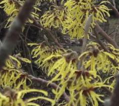 Toverhazelaar of hamamelis in lentebloei 