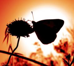Een stralend nieuw begin van leven, rups verpopt tot vlinder. © pixabay