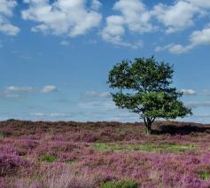 Verrijzenisgeloof, gegrond in het leven, in zoveel schakeringen als de heide bloeit, van rood over blauw, lila en violet, tot roze en purper. © pixabay