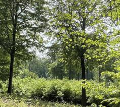 Een bijzonder klein zaadje wordt een hoge boom waarin de vogels hun nest kunnen bouwen (Ezechiël 17).  © jh