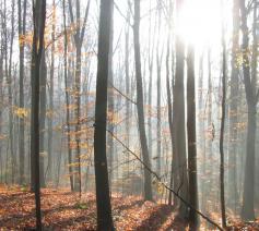 Licht dat ons aanstoot in het donker © jh