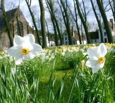 Lente © Inge Cordemans