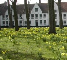 Ontloken paasbloemen.  © Inge Cordemans