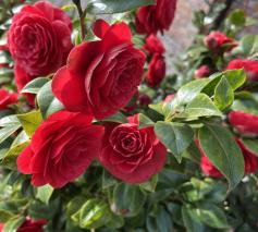 Welkom in de pastorale eenheid Onze-Lieve-Vrouw DAD MOO SLY © zrmm