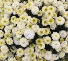 bloemen voor een overledene © bedevaartsoord