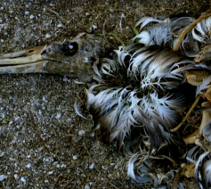 Dode vogel 