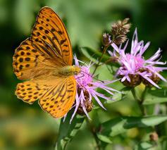 Keizersmantel (Argynnis paphia) laaft zich aan de nectar van het knoopkruid (Centaurea jacea) © CC Uoaei1 via Wikimedia Commoms