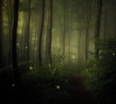 Het bos van Hildegard © Canva