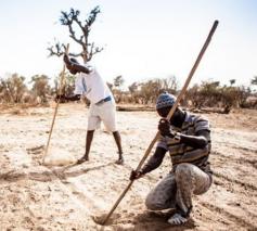 In Senegal vechten kleine boeren voor hun familiale landbouw en tegen de droogte. Met de hulp van Broederlijk Delen. © Broederlijk Delen