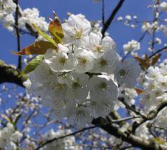 Lente… ook in je leven? © Danny Maenhaut