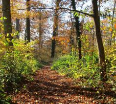 Ons geloof, veelkleurig als de herfsttinten. 