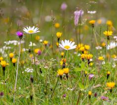 Wilde bloemenweide © CC