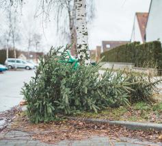 Zet je kerstboom niet bij de ophaling! Recycleer hem in je tuin © Envato