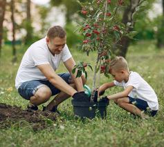 Welke boom kiezen voor je tuin? Wanneer en hoe plant je een boom? 