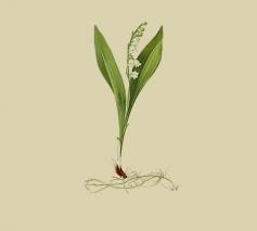 Lelietje-van-dalen - Convallaria majalis © CC Biodiversity Heritage Library