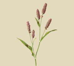 Perzikkruid - Persicaria maculosa © CC Biodiversity Heritage Library