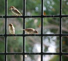 een klimaatgesprek dat vensters opent  © cc Pixabay mradsami