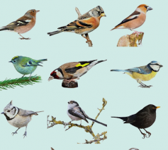 Tel de vogels in je tuin op 29 of 30 januari © Natuurpunt