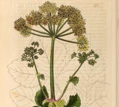 Zwartmoeskervel (Smyrnium olusatrum) © CC