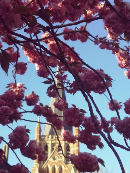 Lente in Dadizele © zrmm