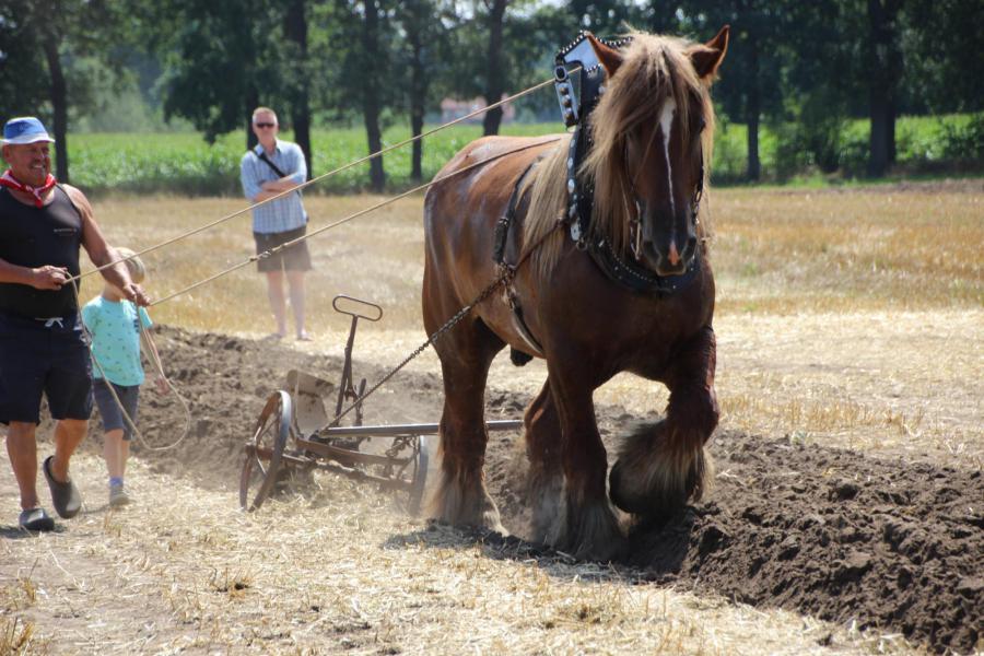 Molenfeesten Tongerlo 2019 © HT
