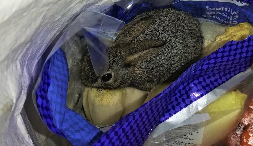 De kleine Blue in een zakje witloof. Zo vond Filips het beestje toen het miraculeus bij hem terechtgekomen was. 