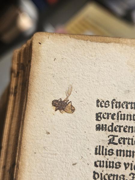 Een vliegende start, maar het einde kwam hard © Bibliotheek Grootseminarie
