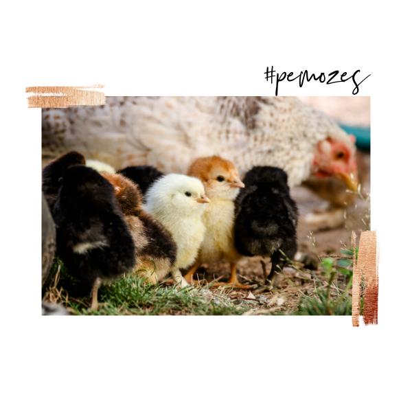 Inspiratie op woensdag 