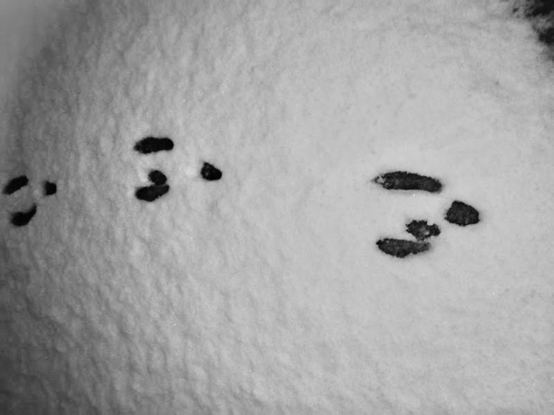 Sporen in de sneeuw ... Blue is zijn nestje gaan bezoeken! 