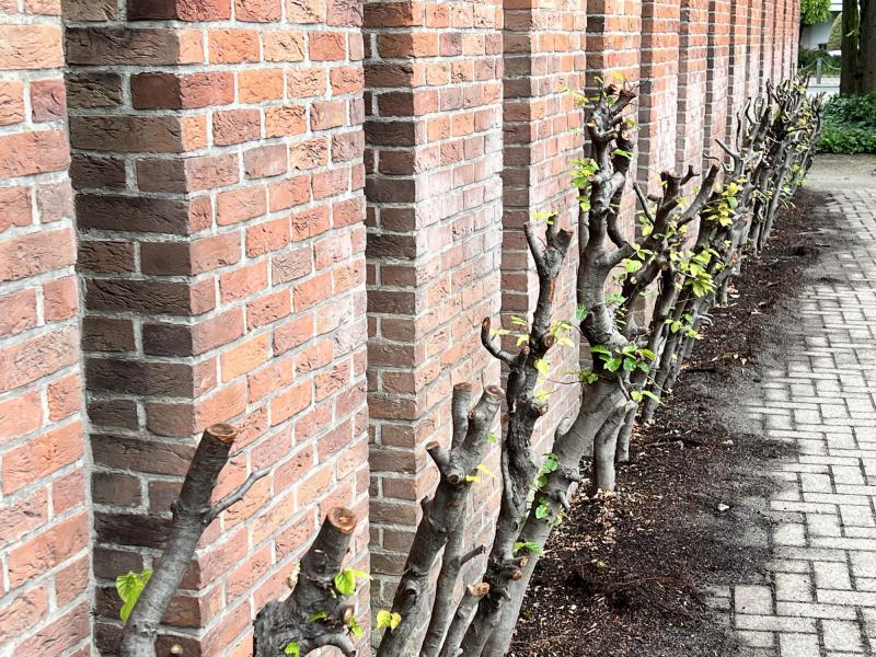 Ondertussen is er al nieuw fris groen waarneembaar op de struiken, bewijs dat het het werk door professionelen werd uitgevoerd! © Dirk Bellens