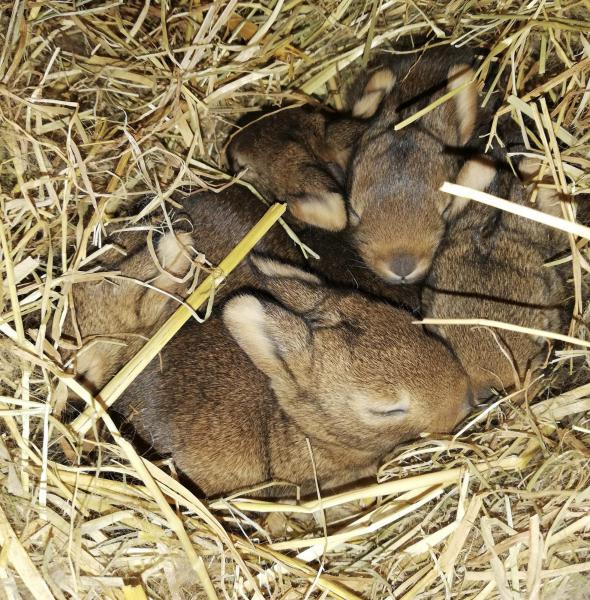 Het eerste nestje van Blue en Judy. 