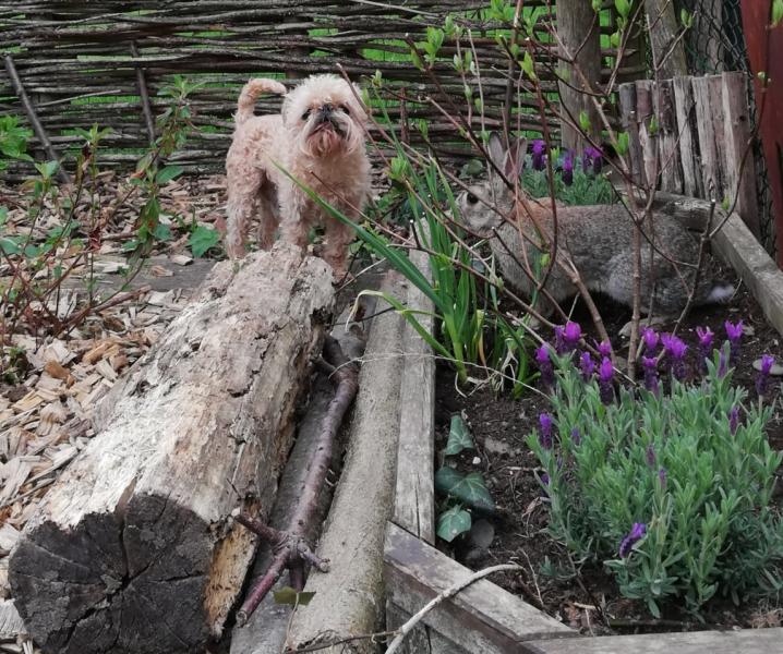 Blue leeft in het wild nu, maar komt nog geregeld op bezoek bij Sigmund en alle andere dieren en mensen bij Filips thuis. 