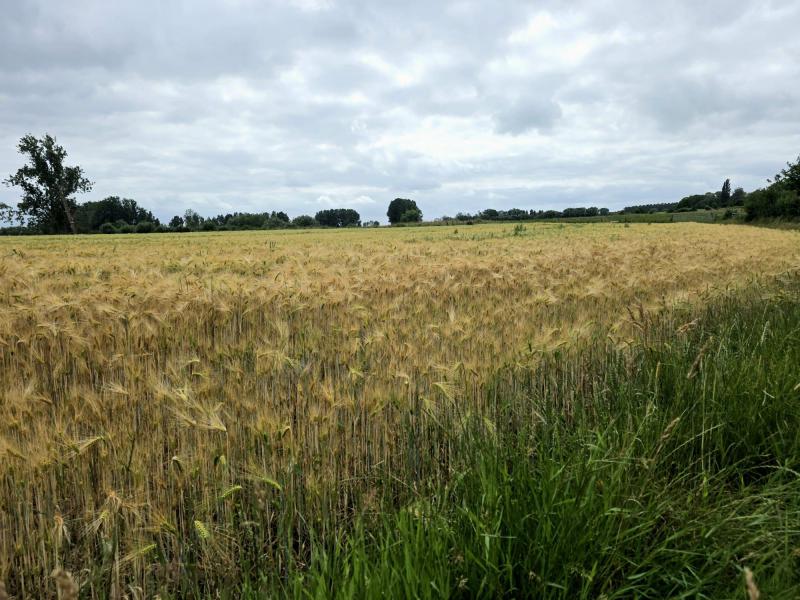 wandelaars verbinden 'de Lebeek' en Atom © Patrick Cornelis