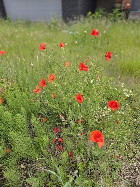 wandelaars verbinden 'de Lebeek' en Atom © Patrick Cornelis