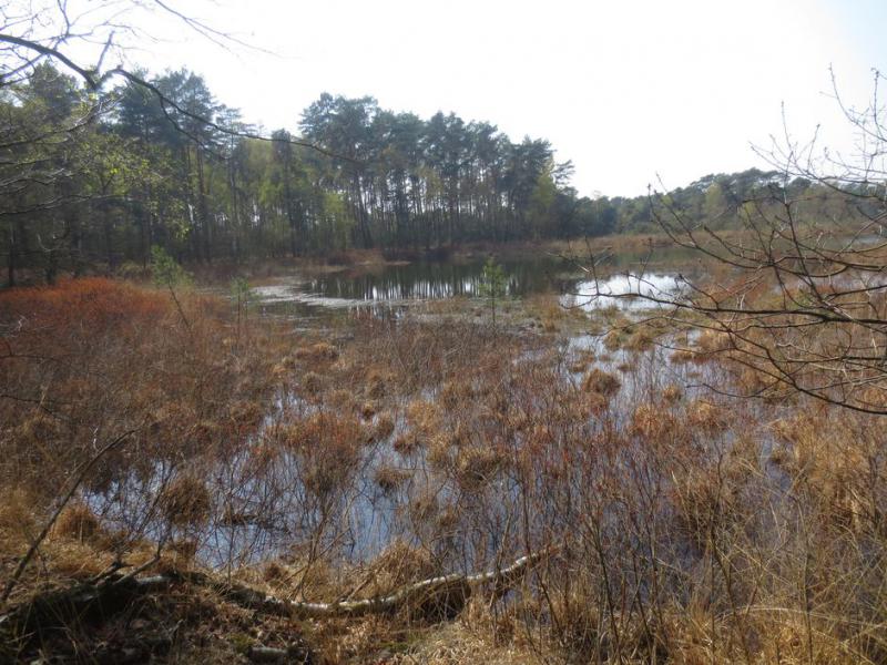 wandelen op de heide 